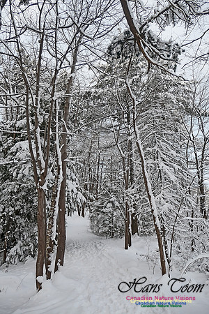 Snowy Secenes Early One Winter Morning 124