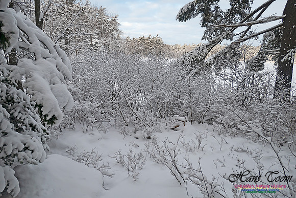 Snowy Secenes Early One Winter Morning 129