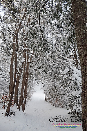 Snowy Secenes Early One Winter Morning 130