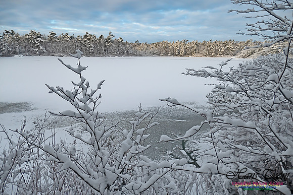 Snowy Secenes Early One Winter Morning 133
