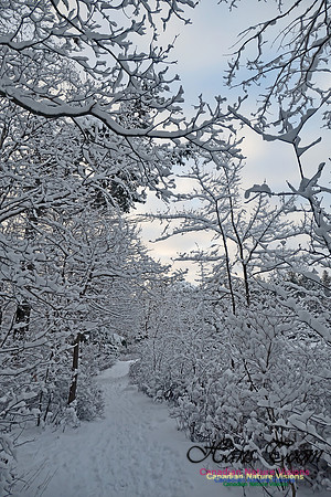 Snowy Secenes Early One Winter Morning 134