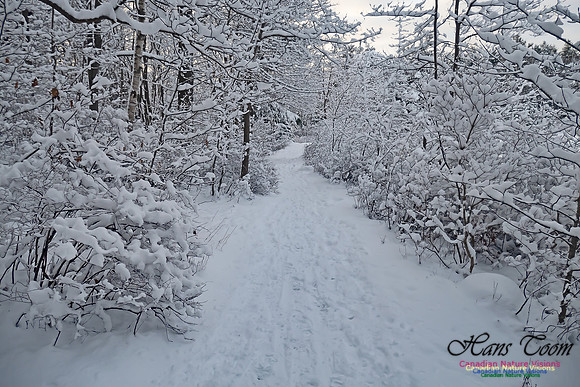 Snowy Secenes Early One Winter Morning 135