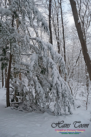 Snowy Secenes Early One Winter Morning 136