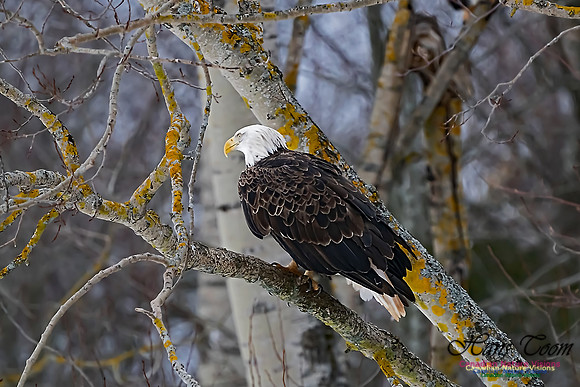 Bald Eagle 104