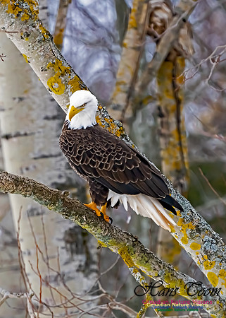 Bald Eagle 108
