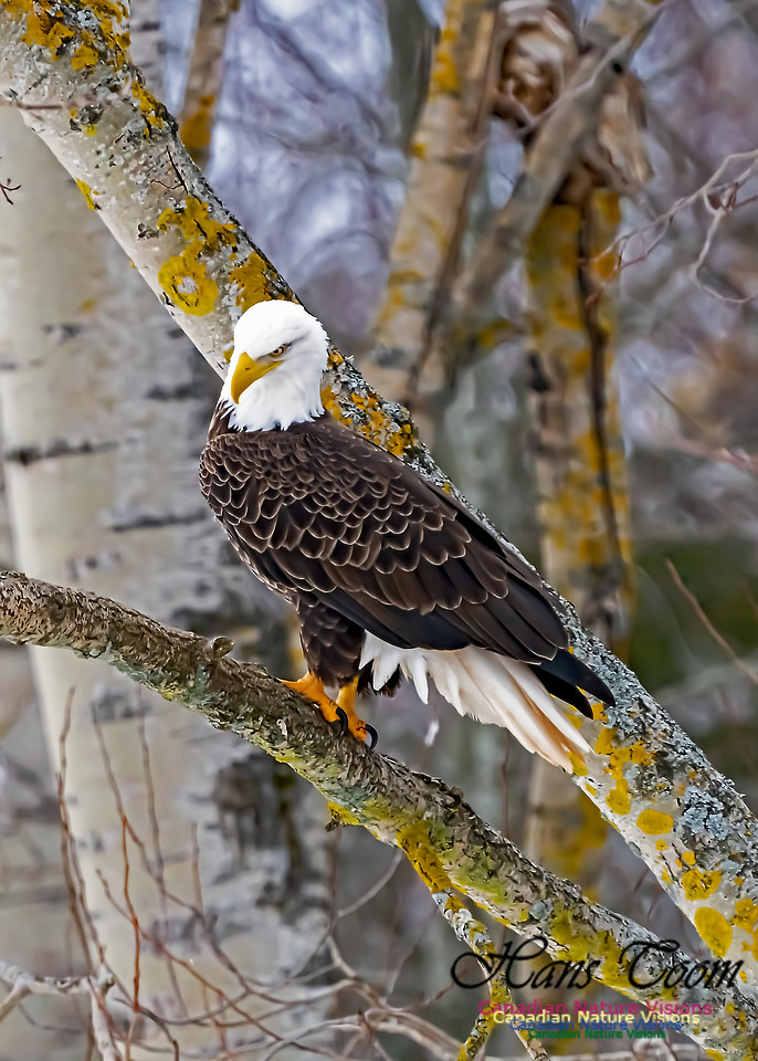 Bald Eagle 108