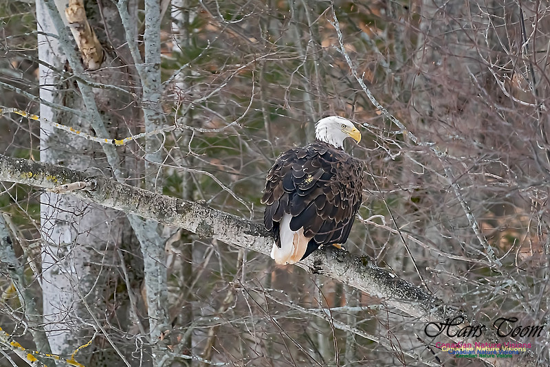 Bald Eagle 105