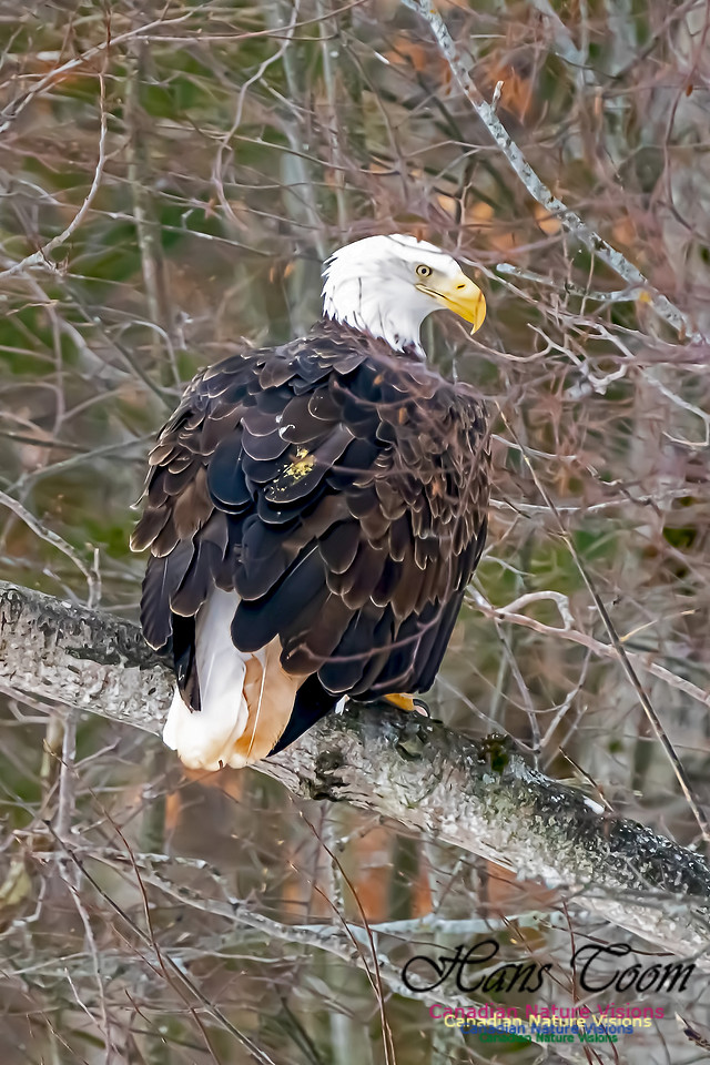 Bald Eagle 106