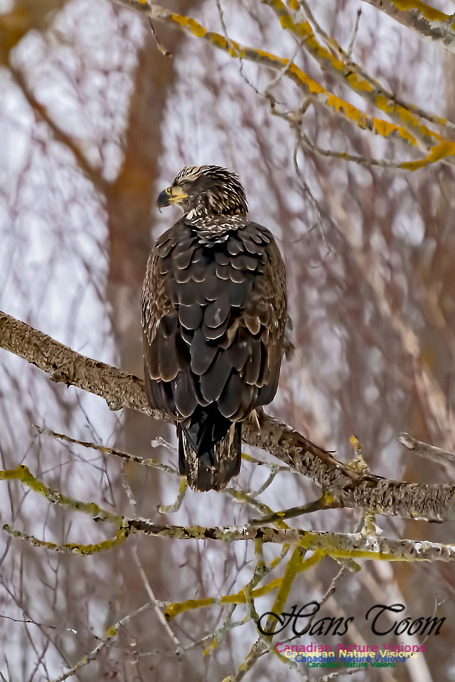 Bald Eagle 107