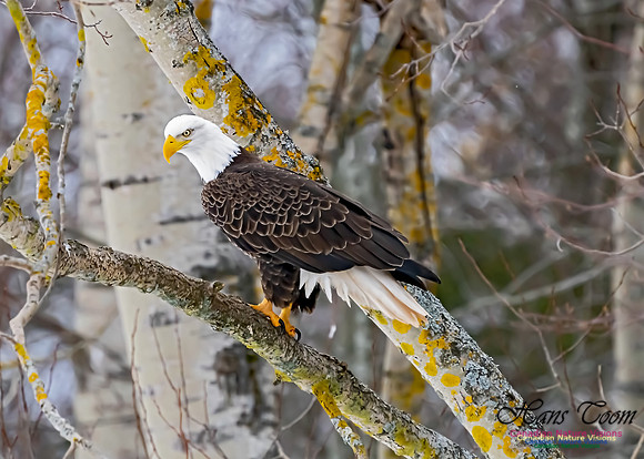Bald Eagle 109