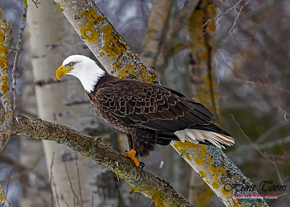 Bald Eagle 110