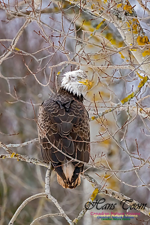 Bald Eagle 111