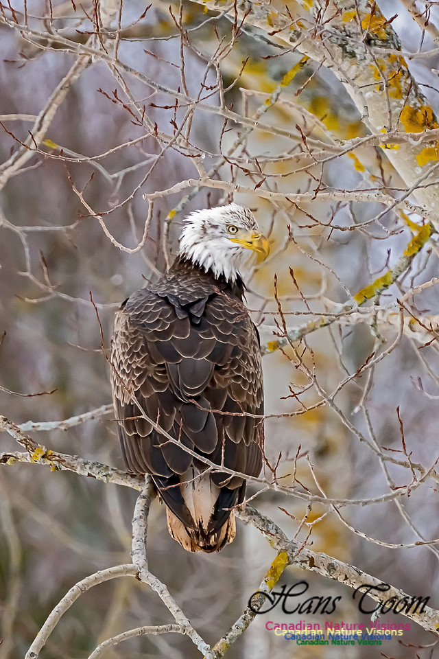 Bald Eagle 111