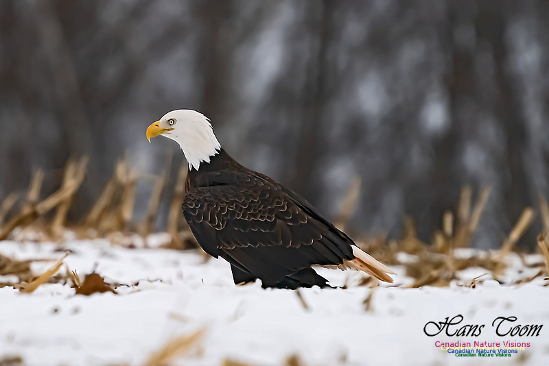 Bald Eagle 100