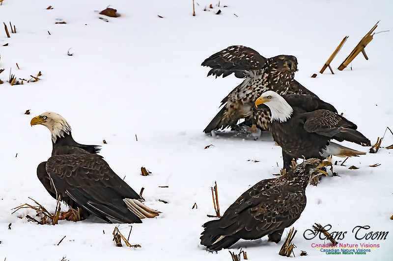 Bald Eagle 101