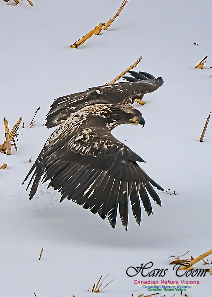Bald Eagle 102