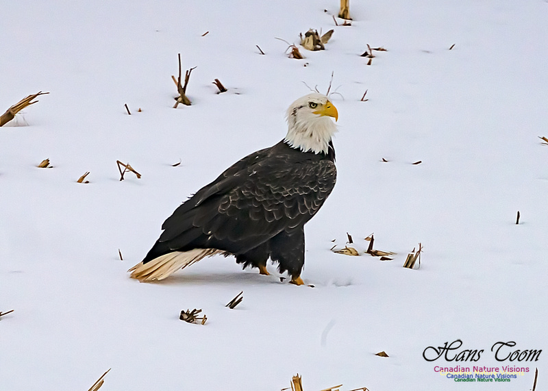 Bald Eagle 103