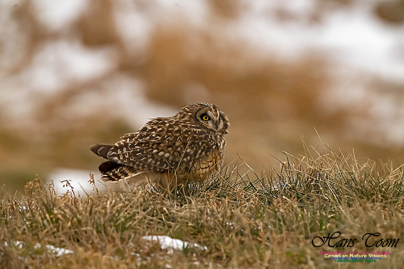 Short-eared Owl 102