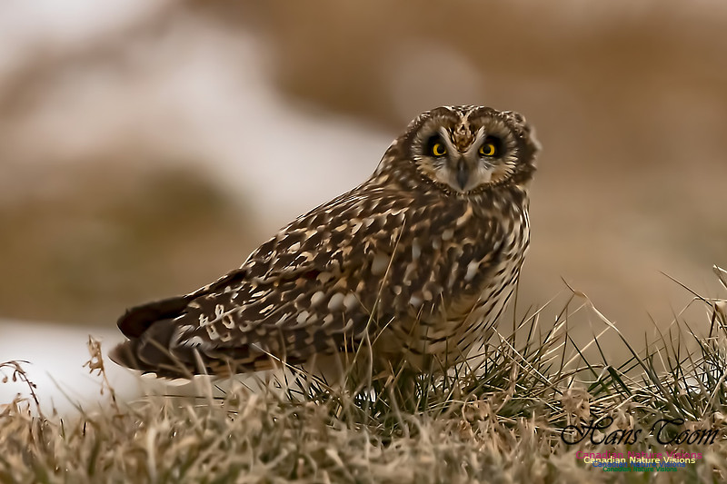 Short-eared Owl 101