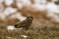 Short-eared Owl
