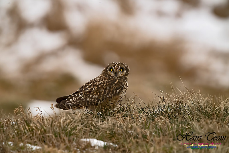 Short-eared Owl 100