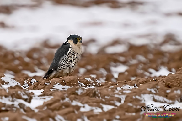 Peregrine Falcon (Peales's or Pacific) 102