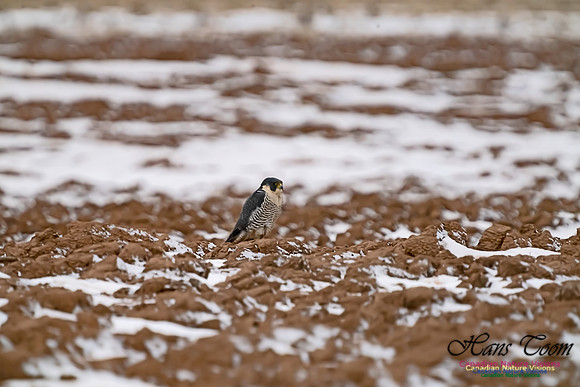 Peregrine Falcon (Peales's or Pacific) 101