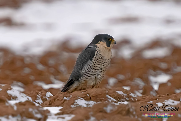 Peregrine Falcon (Peales's or Pacific) 100