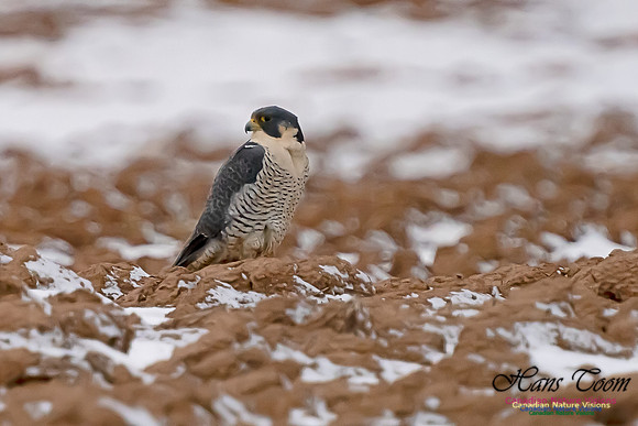 Peregrine Falcon (Peales's or Pacific) 103