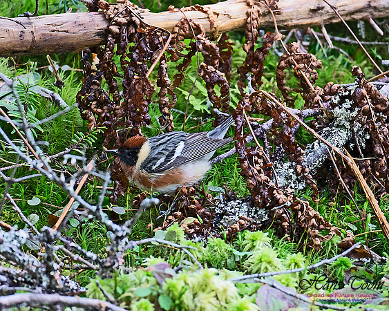 Bay-breasted Warbler 104