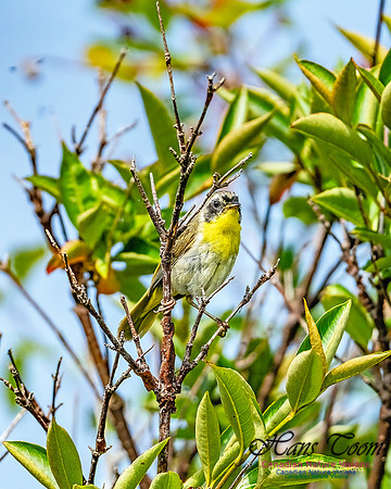 Common Yellowthroat 854