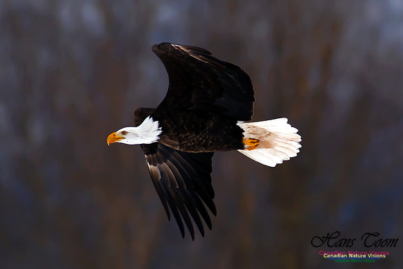 Bald Eagle