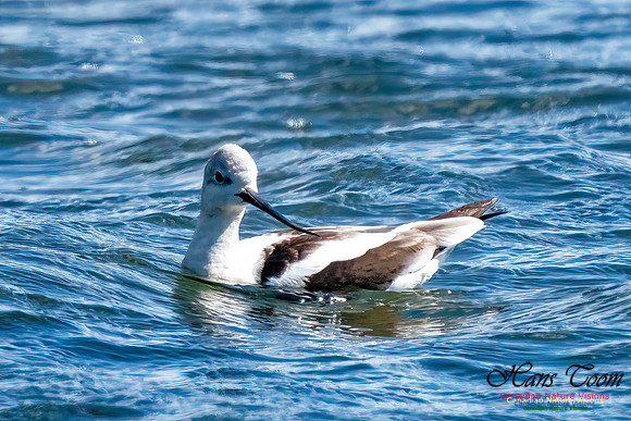 American Avocet 303