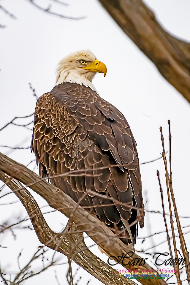 Bald Eagle 201