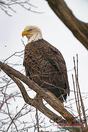 Bald Eagle 200