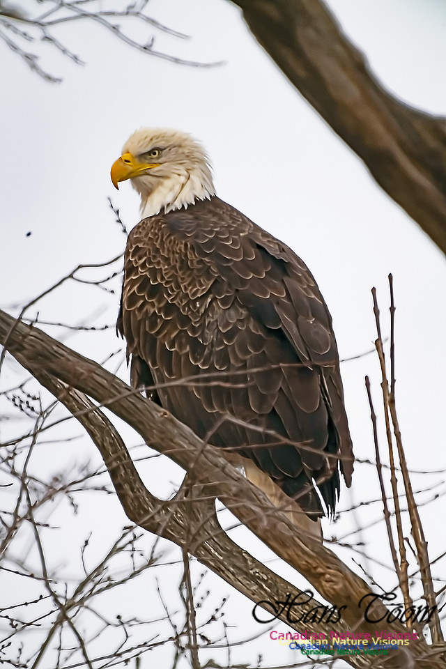 Bald Eagle 200