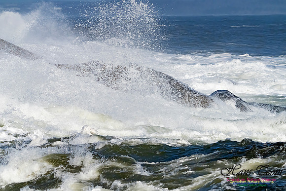 Surf on Rocks 100