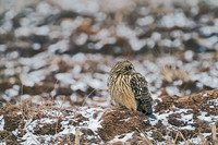 Short-eared Owl