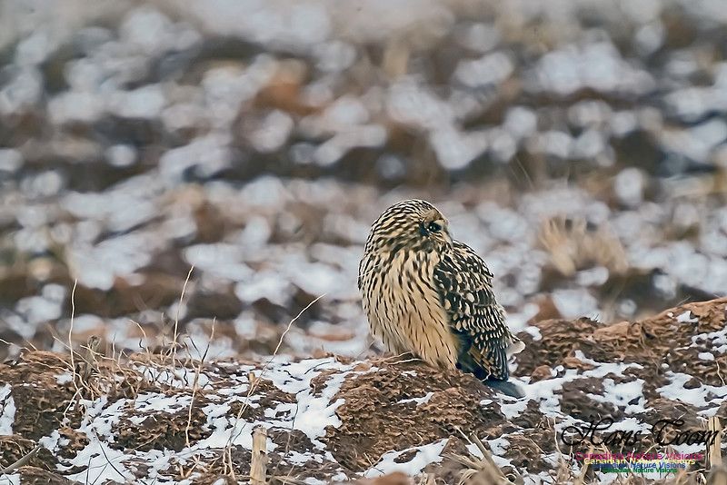 Short-eared Owl 100