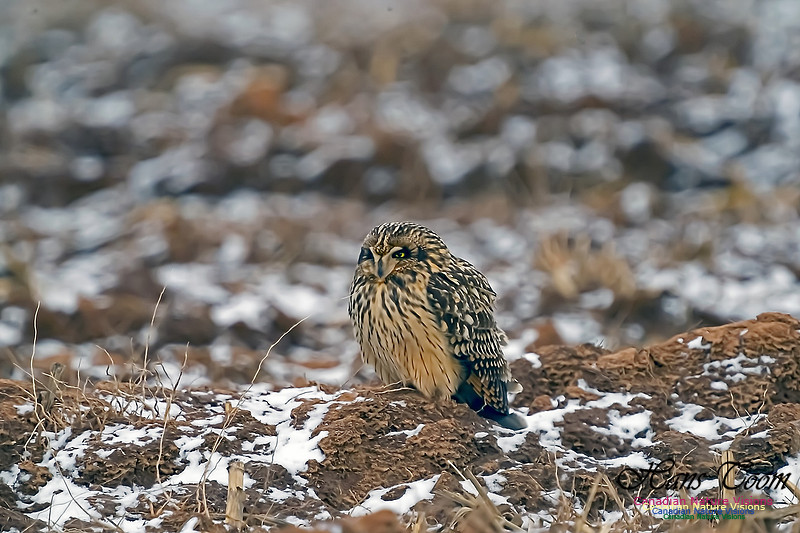 Short-eared Owl 101