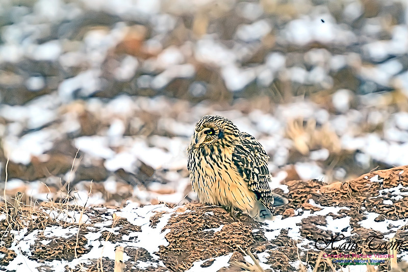 Short-eared Owl 102