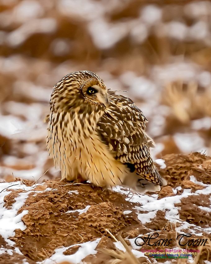 Short-eared Owl 103