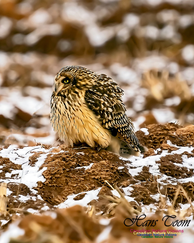Short-eared Owl 104