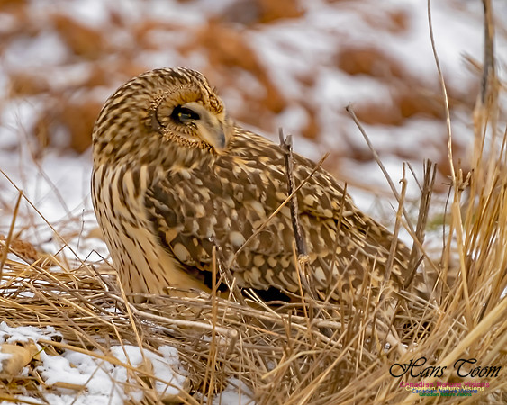 Short-eared Owl 105
