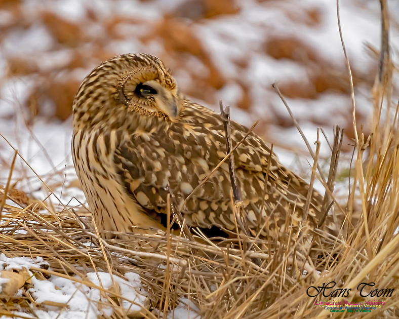 Short-eared Owl 105