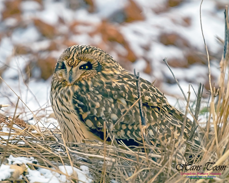 Short-eared Owl 106