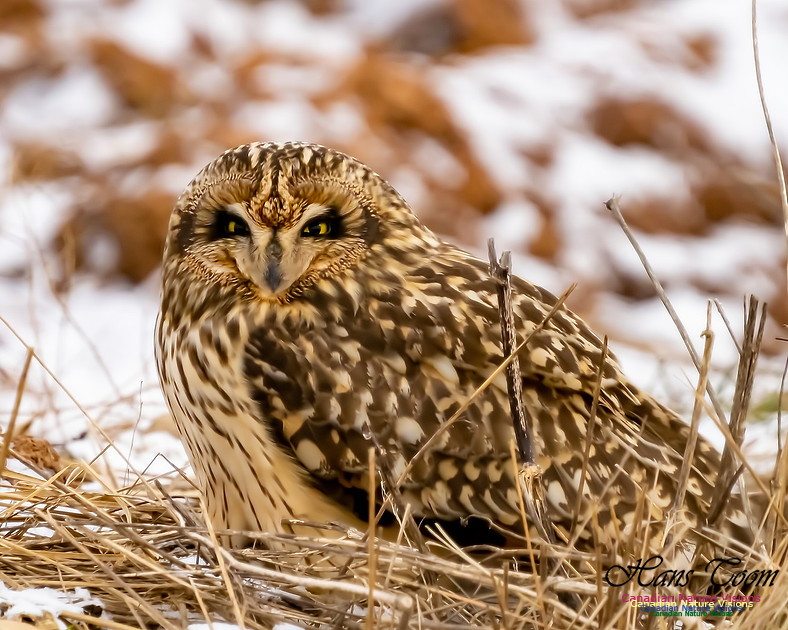 Short-eared Owl 107