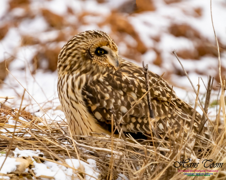 Short-eared Owl 108