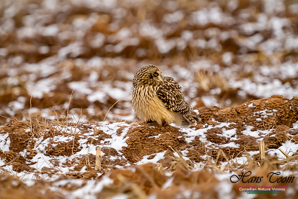 Short-eared Owl 109