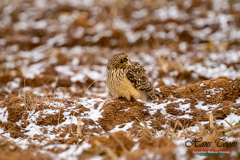 Short-eared Owl 109